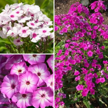 Collezione di 3 Phlox paniculata nani