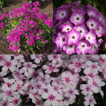 Collezione di 3 Phlox paniculata nani