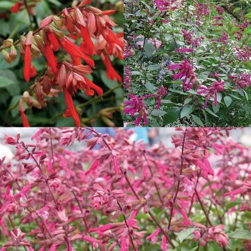 Collezione di 3 Salvia ibrida Wish