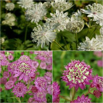 Collezione di 3 Astranzie Star - Astrantia major