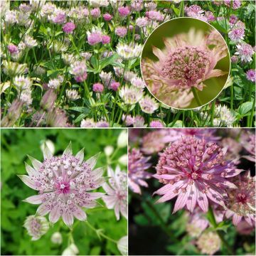 Collezione di 3 astranzie rosa - Astrantia major