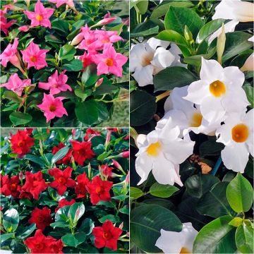 Collezione di 3 Dipladenie Diamantina Jade