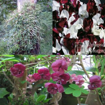 Raccolta di 3 rampicanti per 6 mesi di fioriture