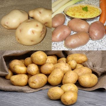 Collezione di 75 piante di patate