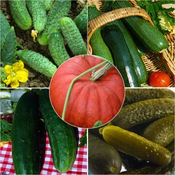 Collezione di Cucurbitacee - Cetriolo, Sottaceto, Zucchina, Zucca