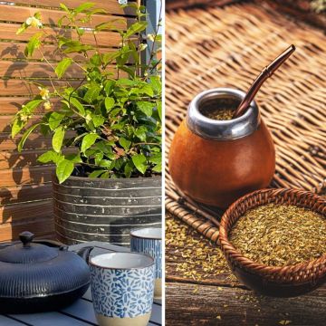 Duo Pianta del Tè - Yerba Maté