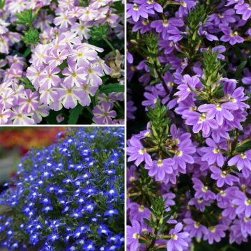 Collezione Sea Dream