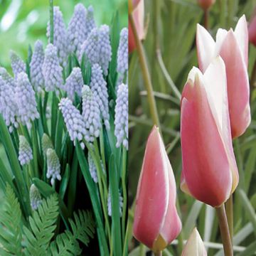 Collezione naturalistica