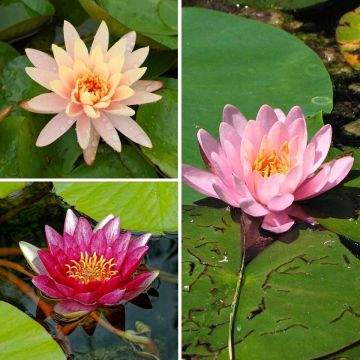 Collezione di Ninfee