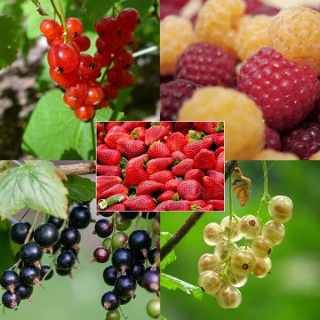 Collezione di piccoli frutti