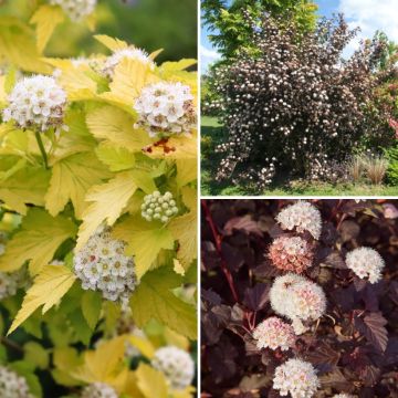 Collezione Physocarpus - Fogliame colorato