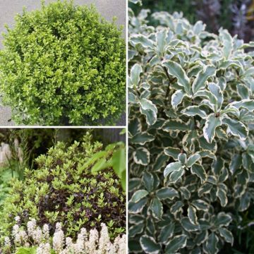 Collezione Pittosporum tenuifolium