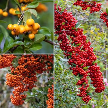 Collezione di Pyracantha per Siepe difensiva