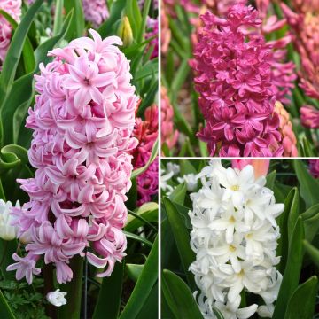 Collection Jacinthes