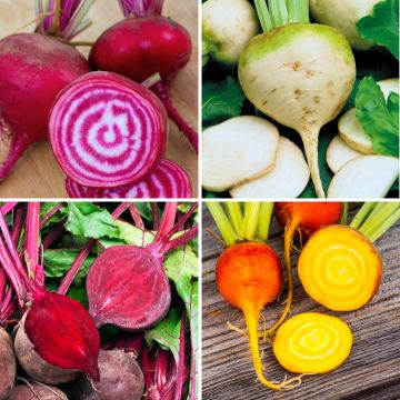 Collezione di 4 Barbabietole colorate biologiche