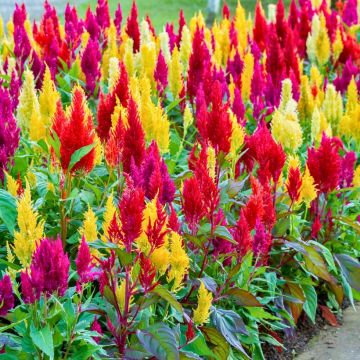 Collezione di Celosie