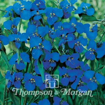 Commelina dianthifolia