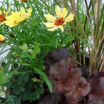 Composizione Piena di Gioia - composizione di 4 piante