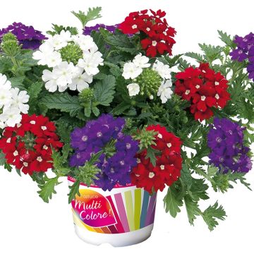 Composizione Belle Epoque - 3 Verbena dei giardini