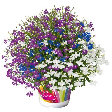 Lobelia Mix