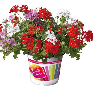 Pelargonium Villetta Red, Lilac, White - Geranio edera