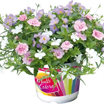 Composizione Romance 20 - Composizione di 3 pianta annuale