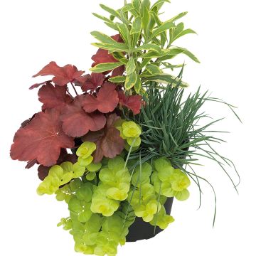 Composizione luce d'autunno - composizione di 4 piante