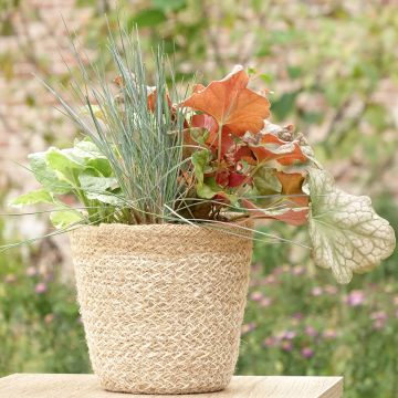 Composizione Sunkissed - composizione di 4 piante