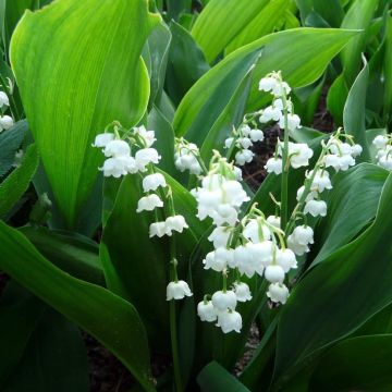 Convallaria majalis Bridal Choice - Mughetto