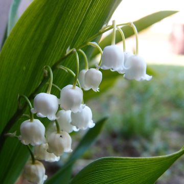 Convallaria majalis Doreen - Mughetto