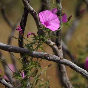 Convolvulus althaeoides - Vilucchio rosso