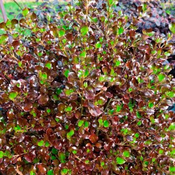 Coprosma Pacific Night - Pianta specchio