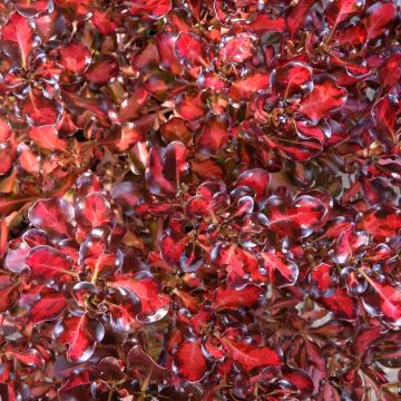 Coprosma Pacific Sunset - Pianta specchio