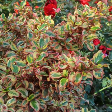 Coprosma repens Pink Splendor - Pianta specchio