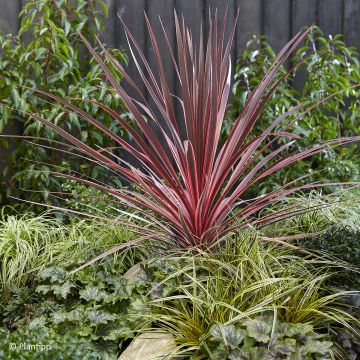 Cordyline australis Charlie boy - Cordiline