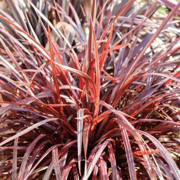 Cordyline australis Design a Line Burgundy - Cordiline