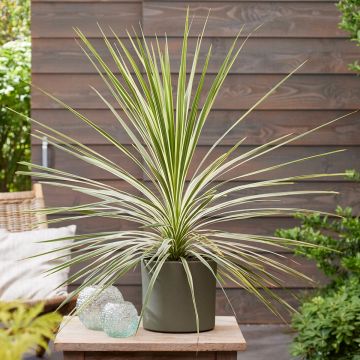 Cordyline australis Lime Passion - Cordiline