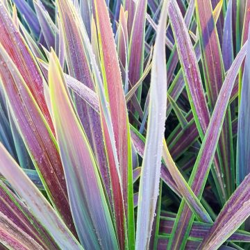 Cordyline australis Mint Chocolate - Cordiline