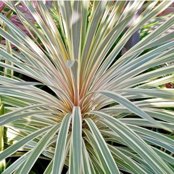 Cordyline australis Pink Champagne - Cordiline