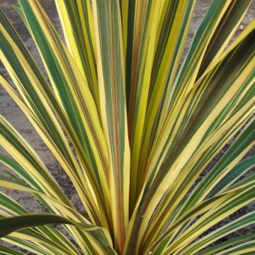 Cordyline australis Torbay Dazzler - Cordiline