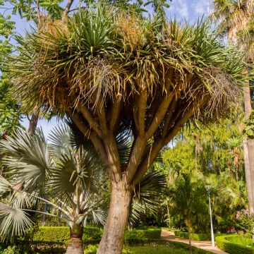 Cordyline australis - Cordiline