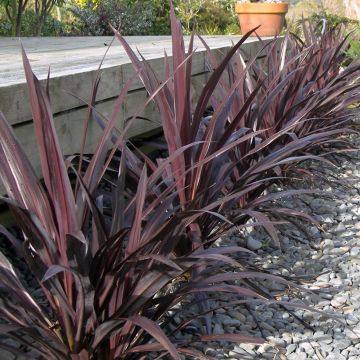Cordyline banksii Renegade - Cordiline