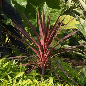 Cordyline Paso Doble - Cordiline