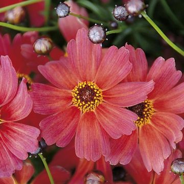 Coreopsis Sunstar Orange