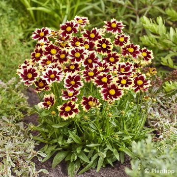 Coreopsis grandiflora Solar Fancy