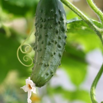 Cetriolino per sottaceto Levina F1