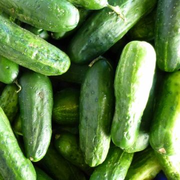 Cetriolino per sottaceto Regal F1