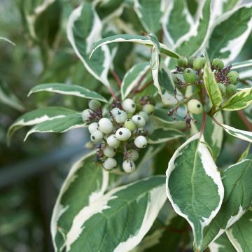 Cornus alba Elegantissima