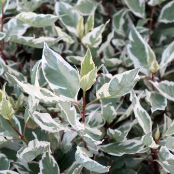 Cornus alba Ivory Halo