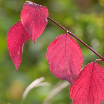 Cornus alba Sibirica